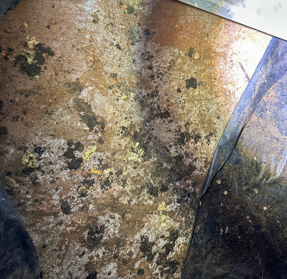 Heavy mold growths on an indoor wall