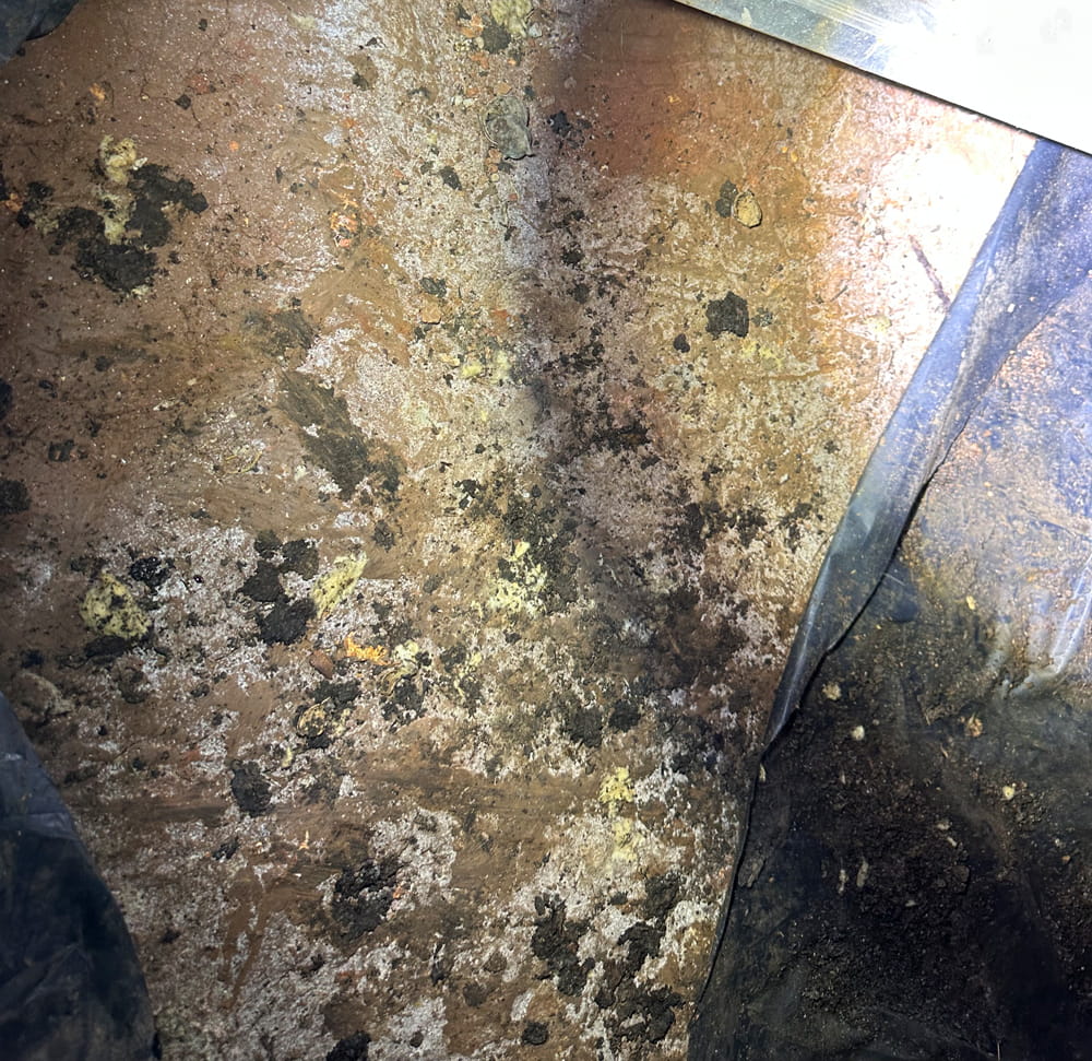 Heavy mold growths on an indoor wall