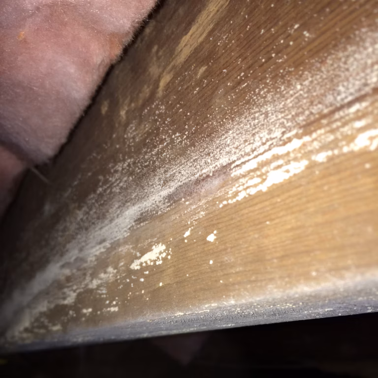 Photo of mold growth that caused "Dry Rot" of floor joists and girders in this Powell TN home.