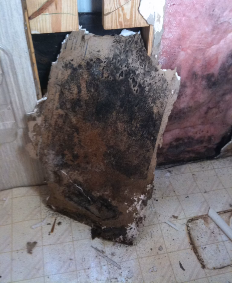 Volunteer Mold and Indoor Air Quality photo of a moldy interior wall behind tub valve. Stachybotrys mold was making the homeowner violently ill.