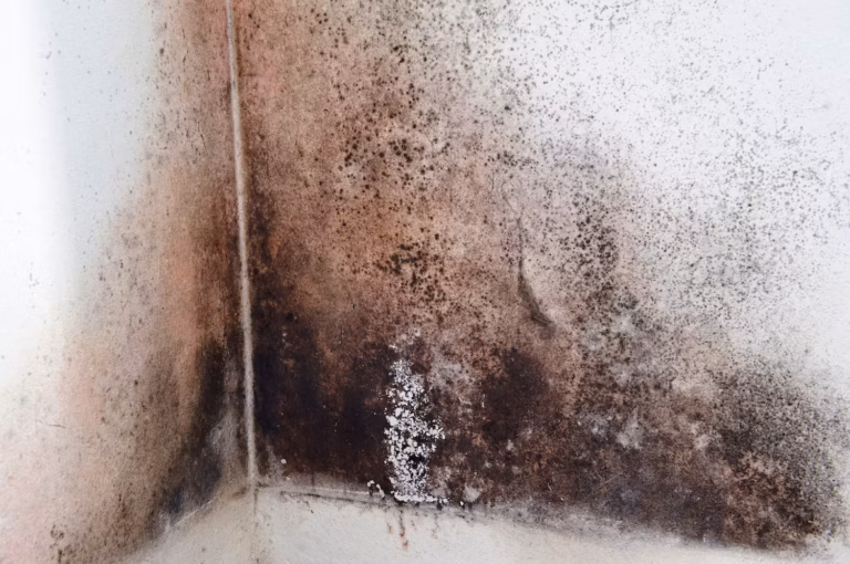 Mold attacking a corner wall in a home. Growth determined to be Stachybotrys Highly Toxic Mold. Senior Citizens in the home were suffering from a host of lung and eye problems.